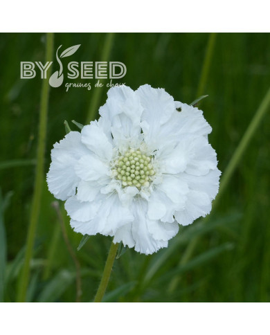 Scabieuse du Caucase Perfecta Alba