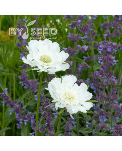 Scabieuse du Caucase Perfecta Alba