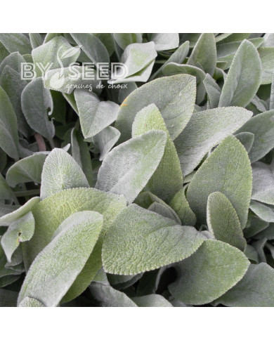 Stachys byzantina "oreilles d'agneau"
