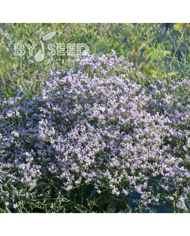 Statice vivace - Limonium latifolium