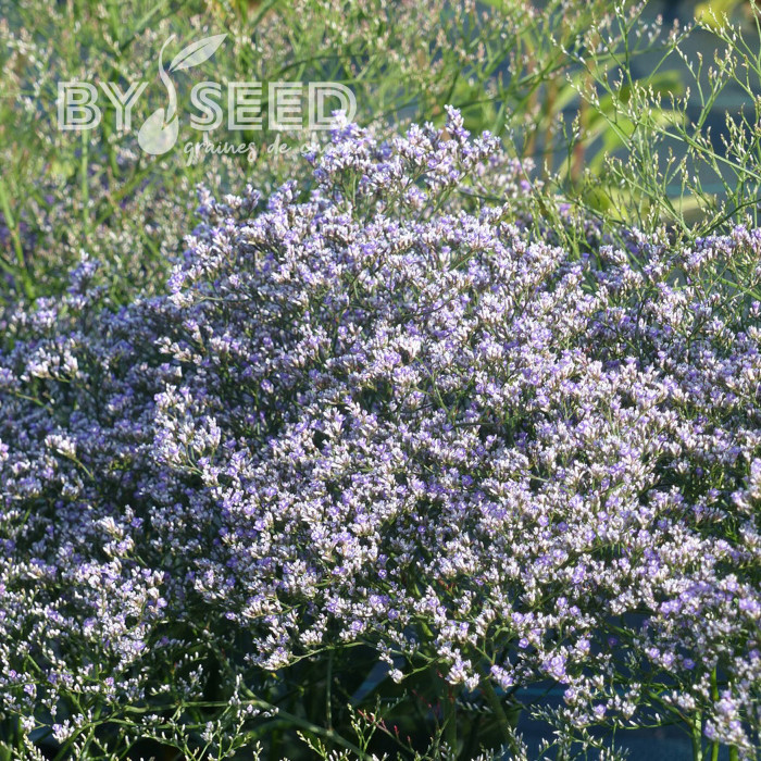 Statice vivace - Limonium latifolium