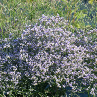 Statice vivace - Limonium latifolium