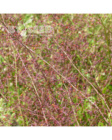 Talinum paniculatum Jewels of Opar