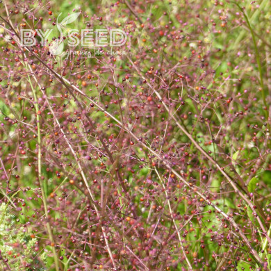 Talinum paniculatum Jewels of Opar
