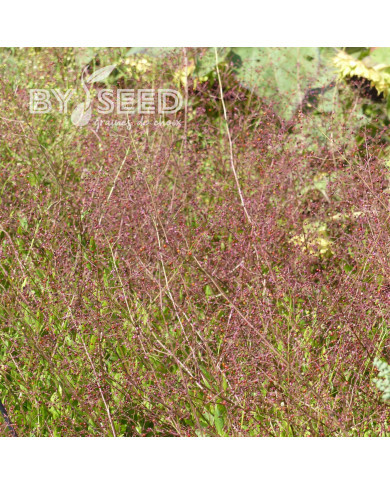 Talinum paniculatum Jewels of Opar