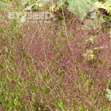 Talinum paniculatum Jewels of Opar