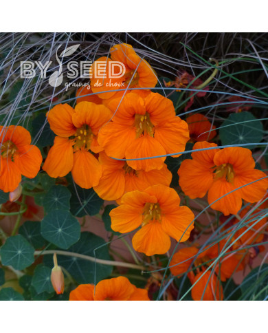 Capucine naine Baby Orange