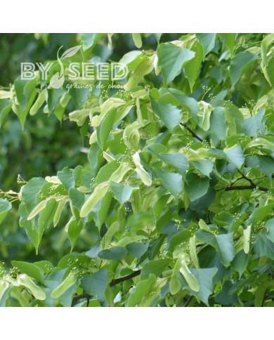Tilleul à petites feuilles