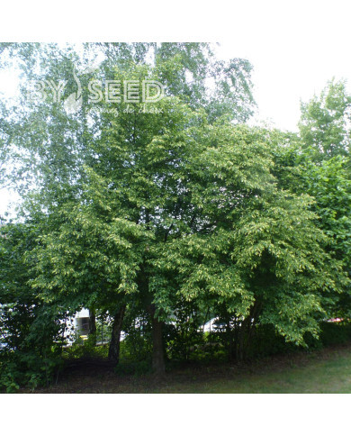 Tilleul à petites feuilles