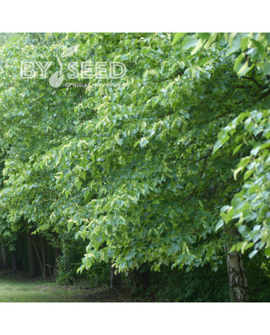 Tilleul à petites feuilles