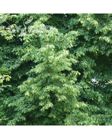 Tilleul à petites feuilles