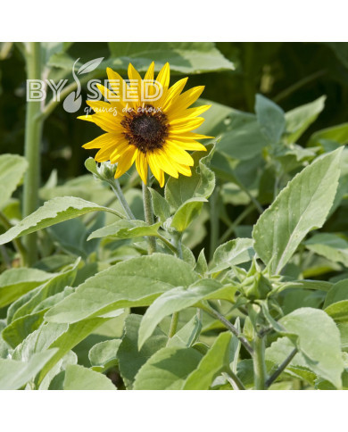Tournesol argophyllus Gold and Silver