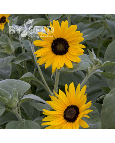 Tournesol argophyllus Gold and Silver