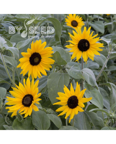 Tournesol argophyllus Gold and Silver
