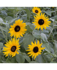 Tournesol haut Velvet Queen BIO