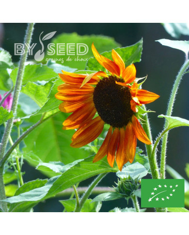 Tournesol haut Velvet Queen BIO