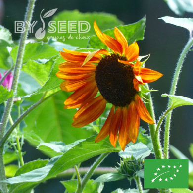 Tournesol haut Velvet Queen BIO