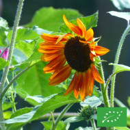 Tournesol haut Velvet Queen BIO