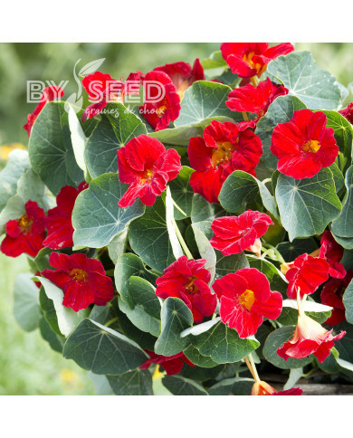 Capucine naine Baby Red