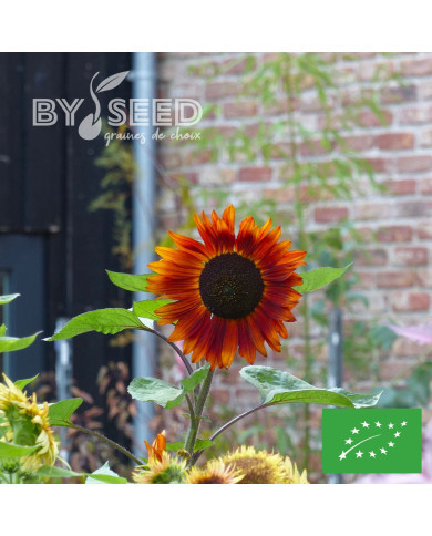 Tournesol haut Velvet Queen BIO