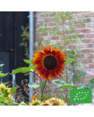Tournesol nain Sunspot BIO