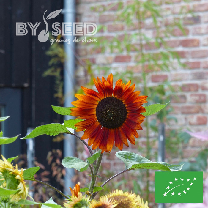 Tournesol haut Velvet Queen BIO