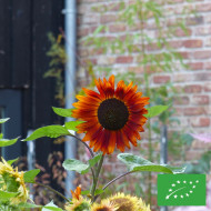 Tournesol haut Velvet Queen BIO