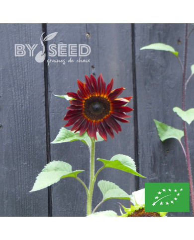 Tournesol haut Velvet Queen BIO