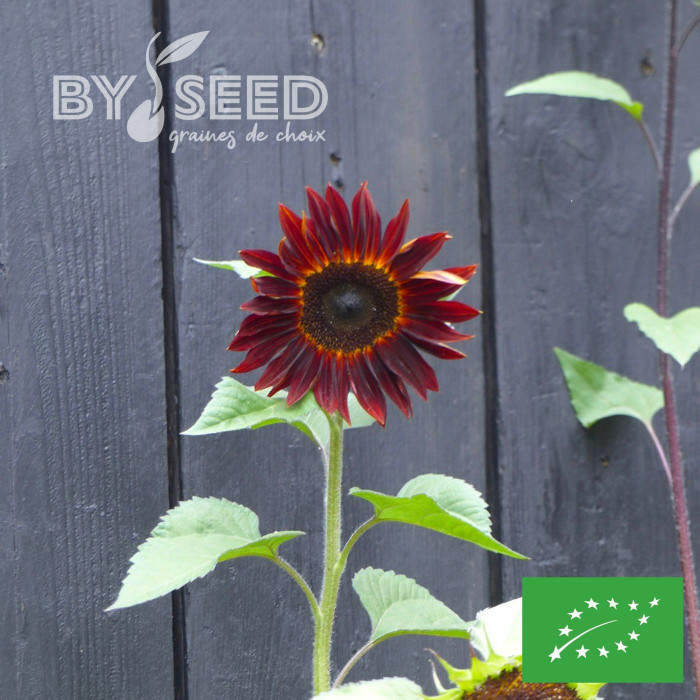 Tournesol haut Velvet Queen BIO