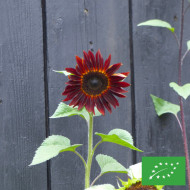 Tournesol haut Velvet Queen BIO