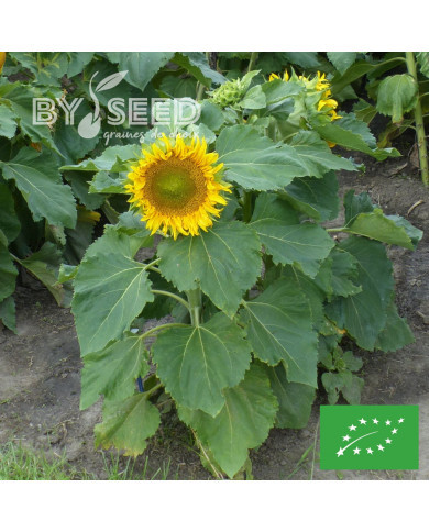 Tournesol nain Sunspot BIO