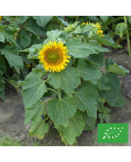 Immortelle à bractées Red