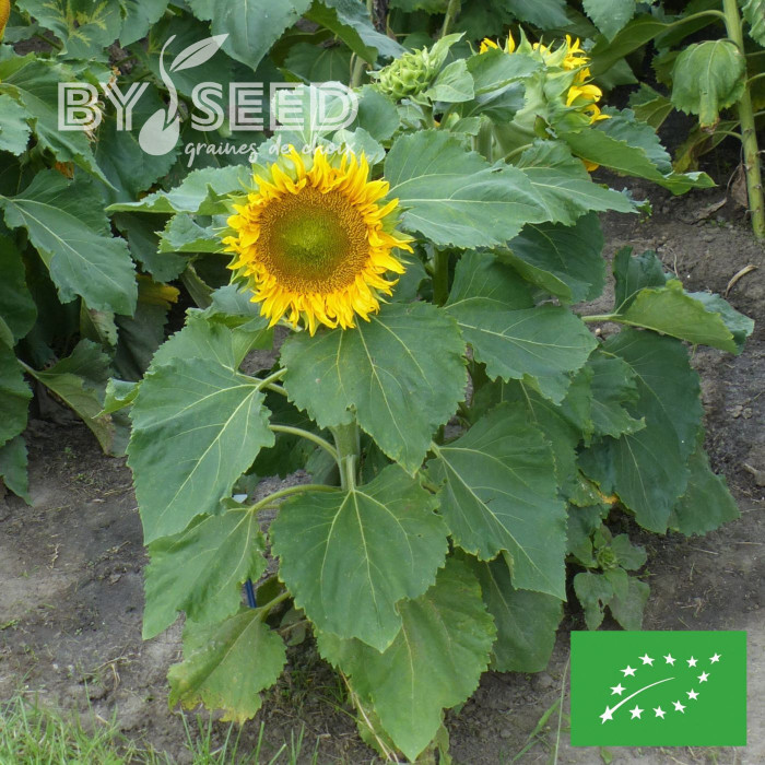 Tournesol nain Sunspot BIO