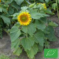 Tournesol nain Sunspot BIO