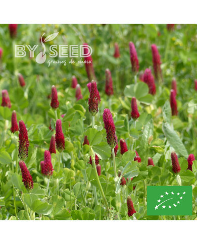 Trèfle incarnat BIO