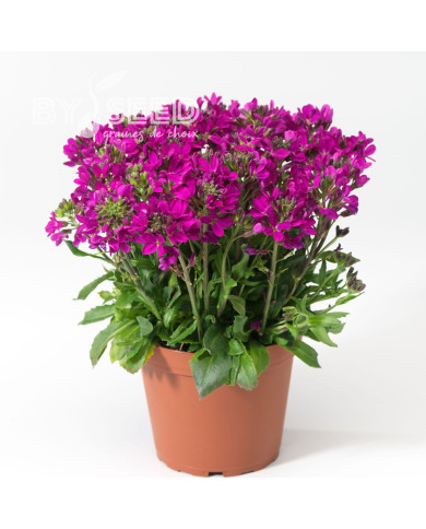 Arabis blepharophylla Rose Delight