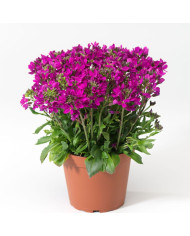 Arabis caucasica Catwalk Pink (graines enrobées)