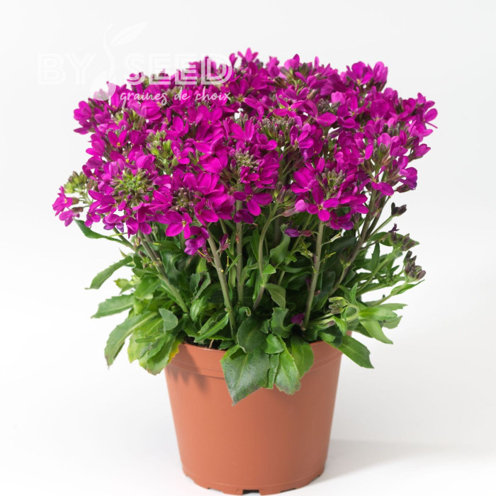 Arabis blepharophylla Rose Delight