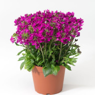 Arabis blepharophylla Rose Delight