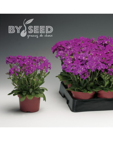 Arabis blepharophylla Rose Delight