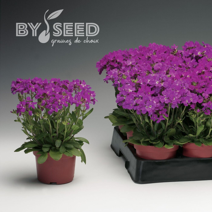 Arabis blepharophylla Rose Delight