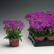 Arabis blepharophylla Rose Delight