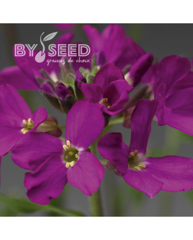 Arabis blepharophylla Rose Delight