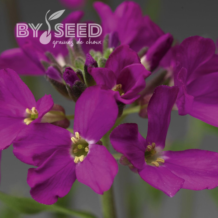 Arabis blepharophylla Rose Delight