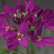 Arabis blepharophylla Rose Delight