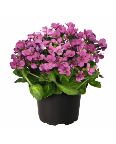 Arabis caucasica Catwalk Pink (graines enrobées)