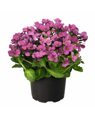 Arabis blepharophylla Rose Delight