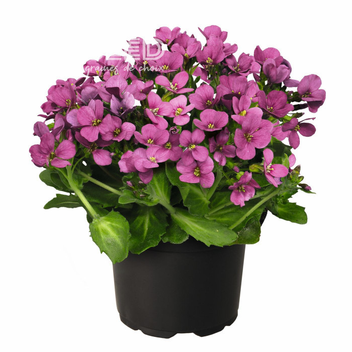 Arabis caucasica Catwalk Pink (graines enrobées)