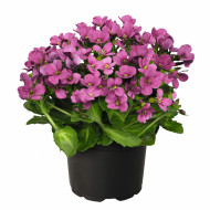 Arabis caucasica Catwalk Pink (graines enrobées)