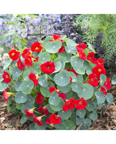 Capucine naine Baby Red